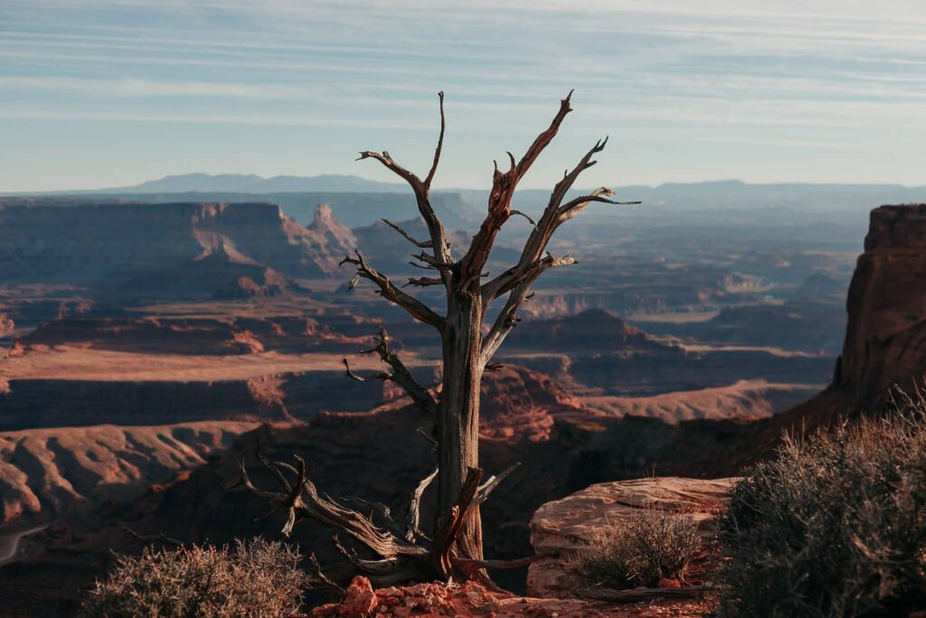 A small dead tree in front of canyonlands in southern utah.