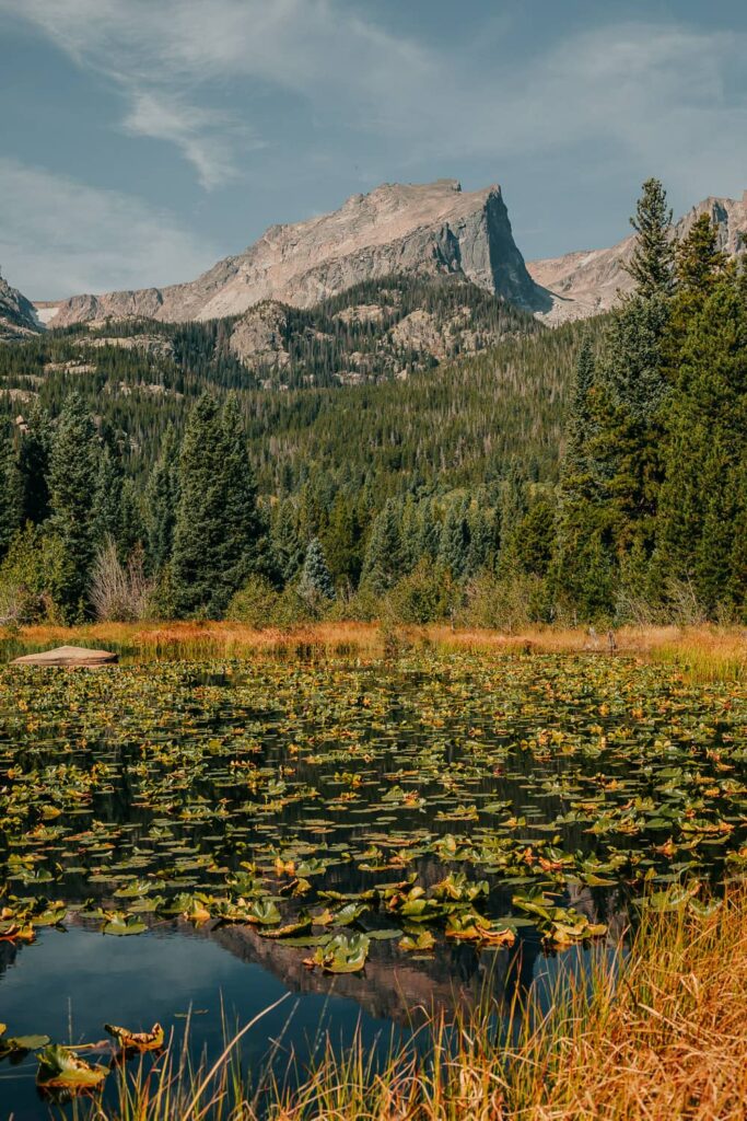 Hallett Peak in Rocky Mountain National Park Colorado, with a lily pad covered lake in the foreground.