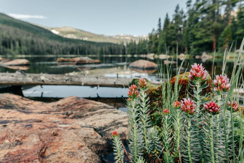 Queens crown by a lake in Rocky Mountain National Park, Colorado.