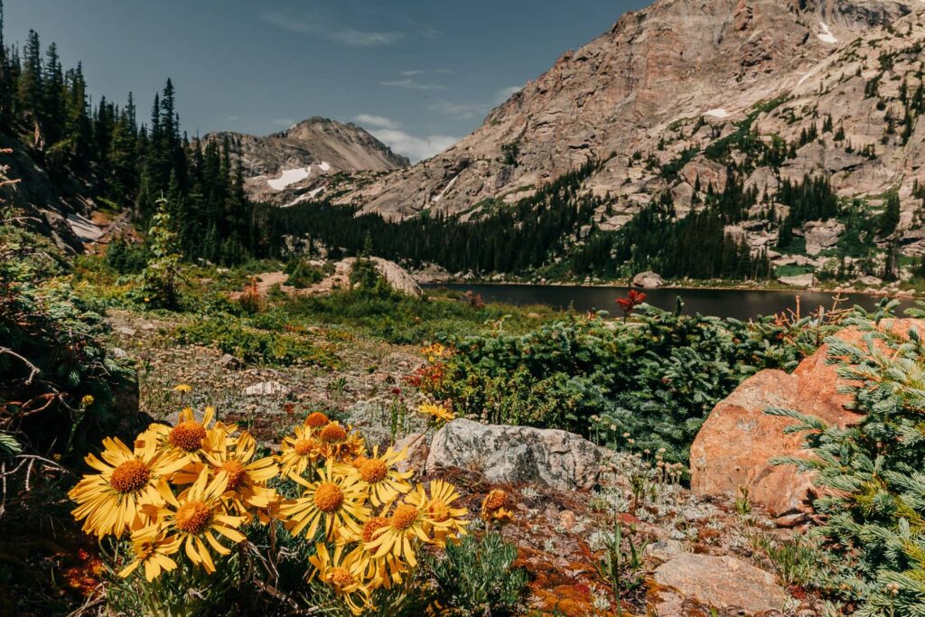 Alpine sunflowers at a lake in Rocky Mountain National Park.