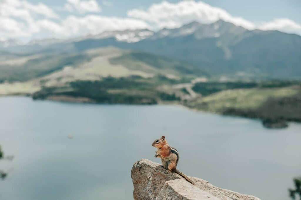 A chipmunk at sapphire point overlook